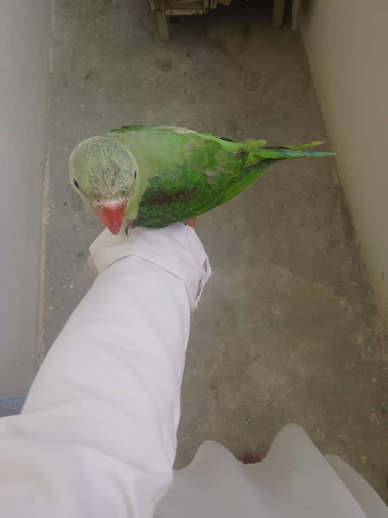 paroot 2