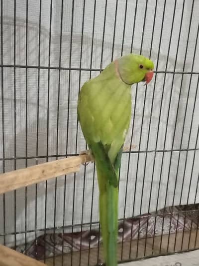 breeder male