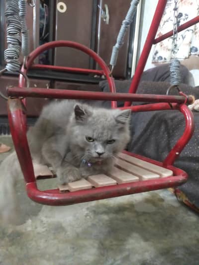 6 month kitten