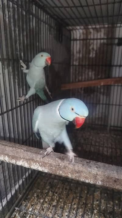 Blue ringneck Breeder pair