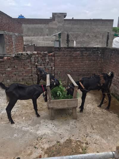 Kamori goat 1 male 2 female age 1.2 year