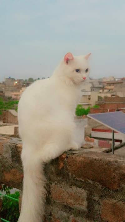 Persian cat selling