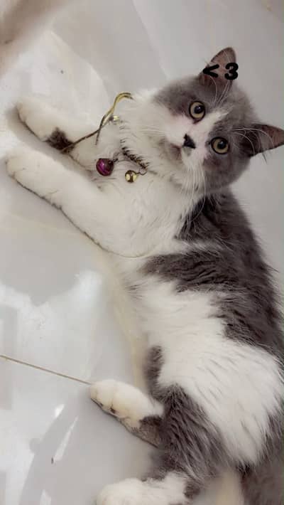 Persian Male Cat