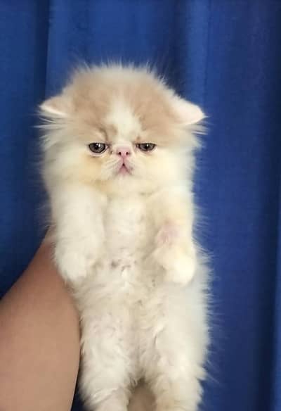 Persian kittens. Whatapp//037046////02354