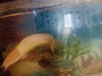 5 fishes with aquirum set