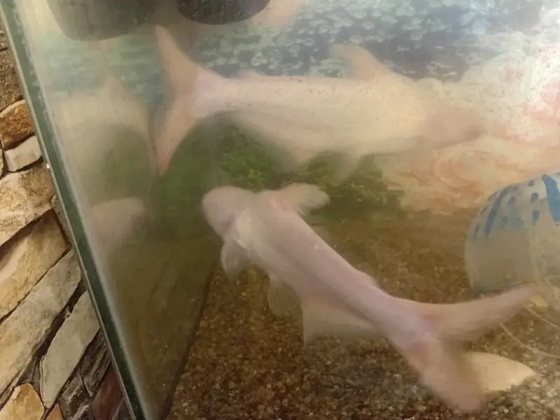 5 fishes with aquirum set — photo 2