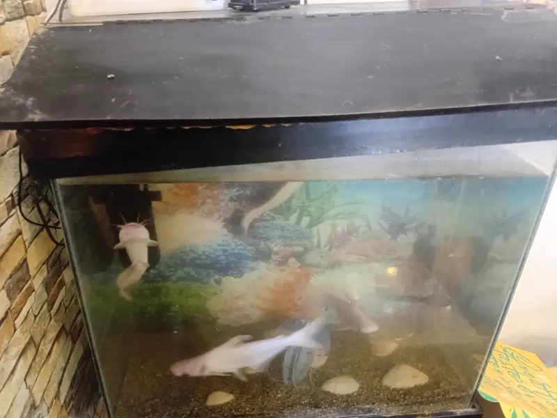 5 fishes with aquirum set — photo 3