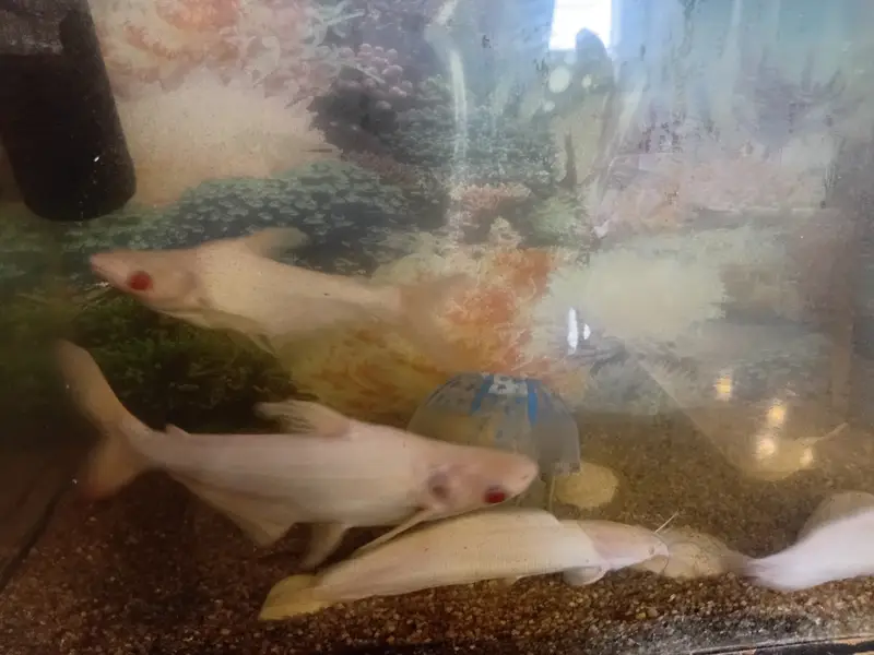 5 fishes with aquirum set — photo 4