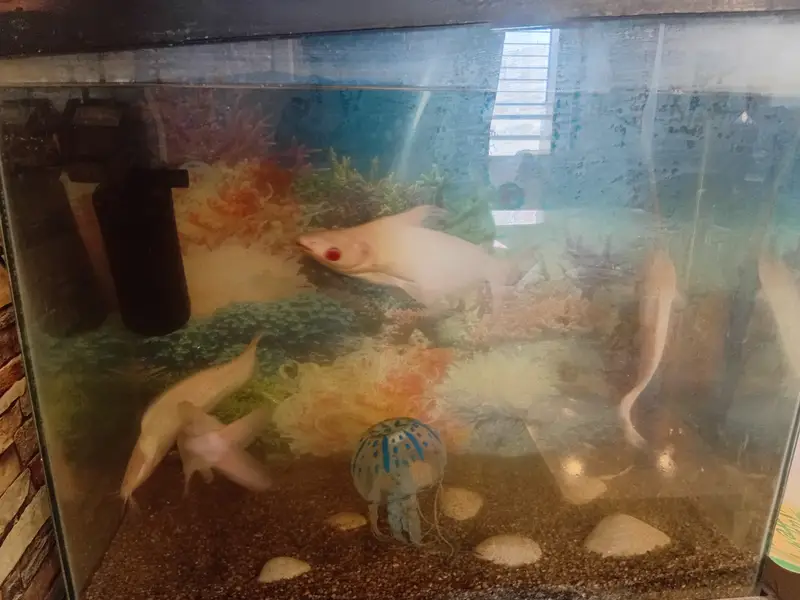 5 fishes with aquirum set — photo 5