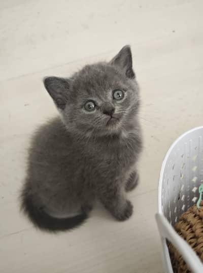 Persian grey kitten