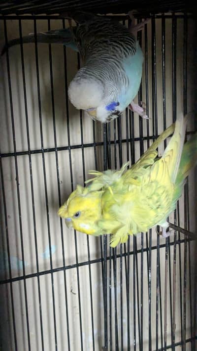 Exbation/Hogoromo budgie pair