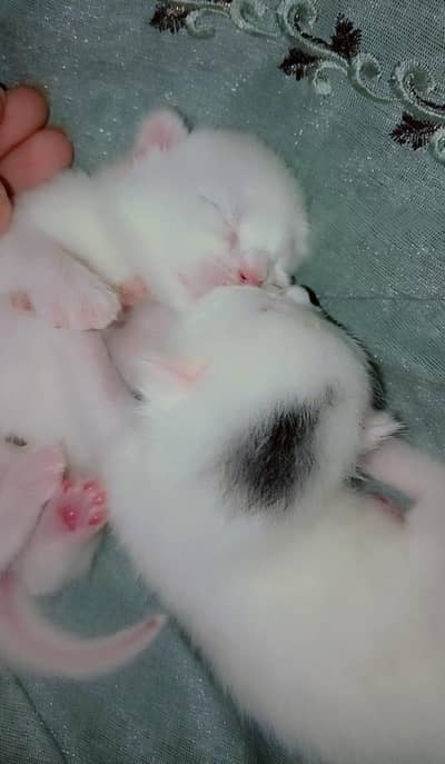 پرشین کیٹ کے کٹن   لینے کے لیے رابطہ کریں03251230030