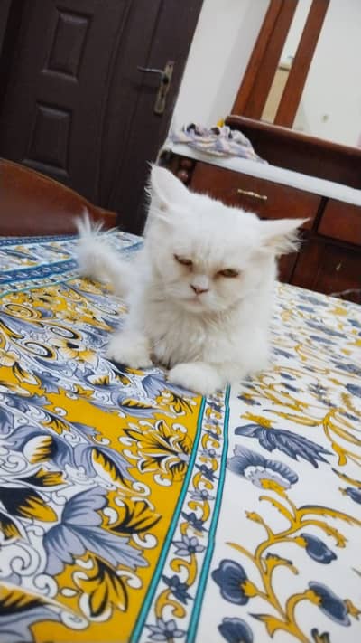 Cat for sale urgent sale