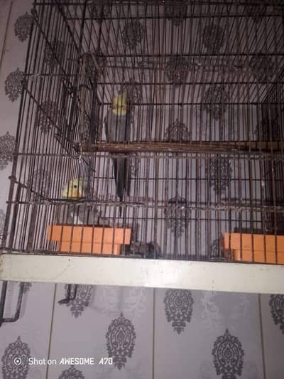 Cockatiel