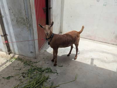 pure teddy barbari bakri keery