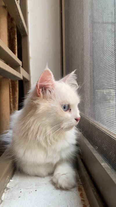 Persian blue eye cat