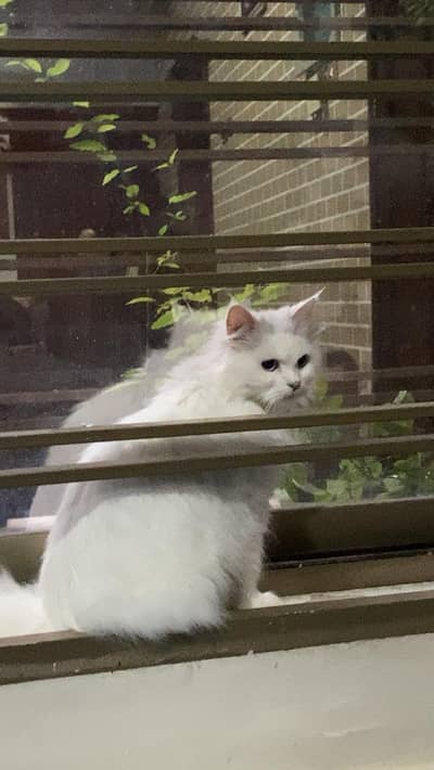 Persian blue eye cat