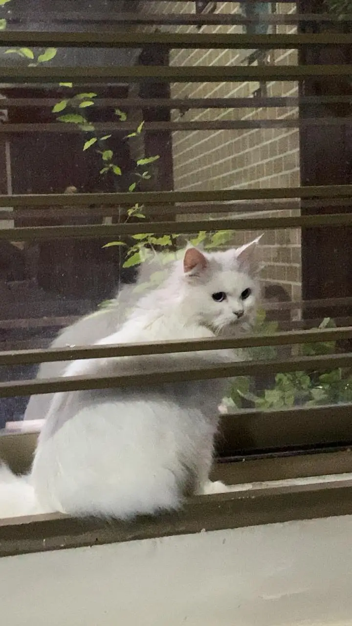 Persian blue eye cat — photo 2