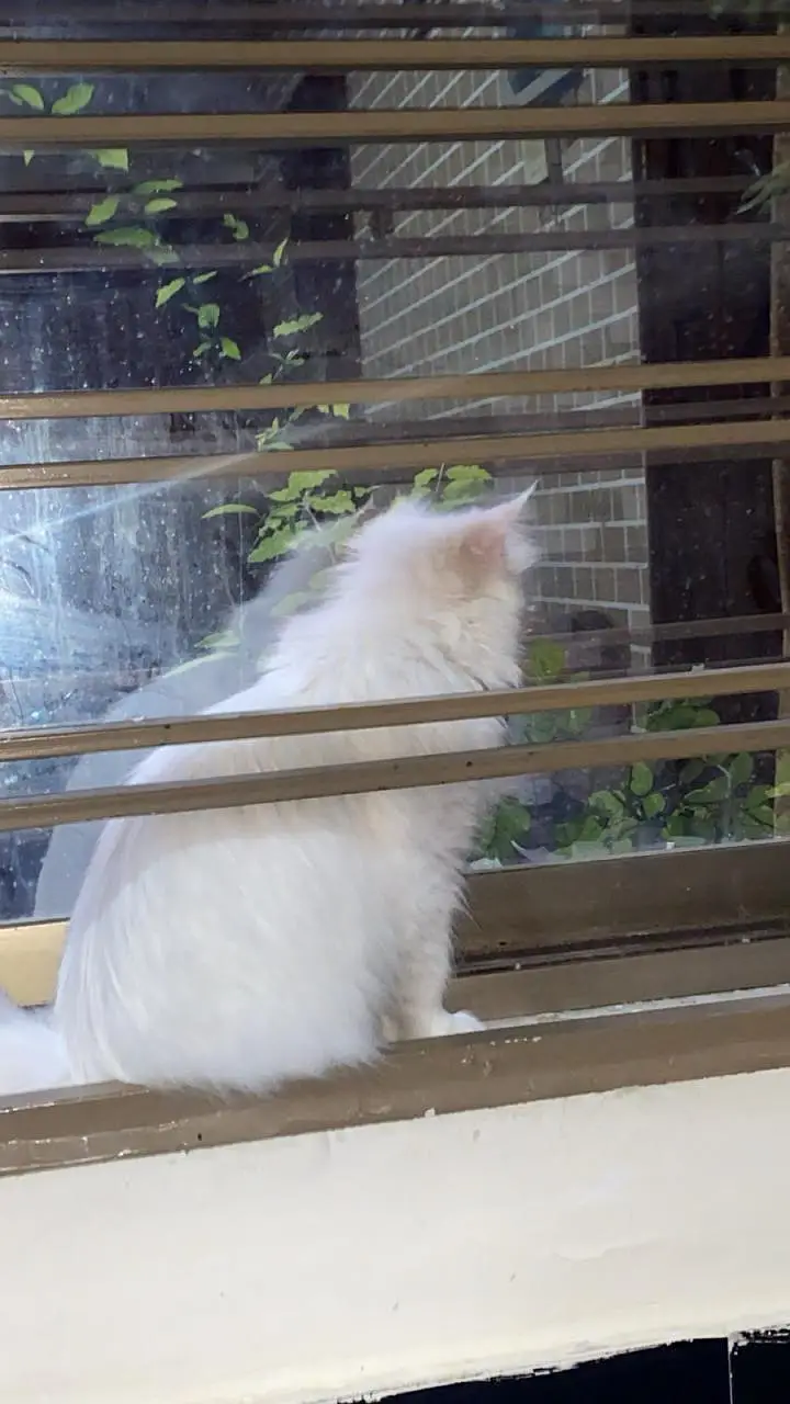 Persian blue eye cat — photo 3