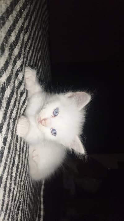 10 Kittens For sale in Chakwal.