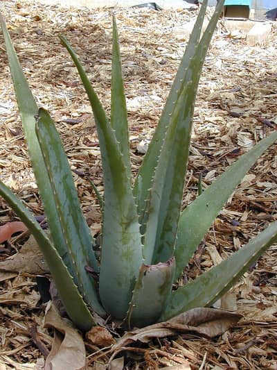 Natural Home Grown Alovera for skin care