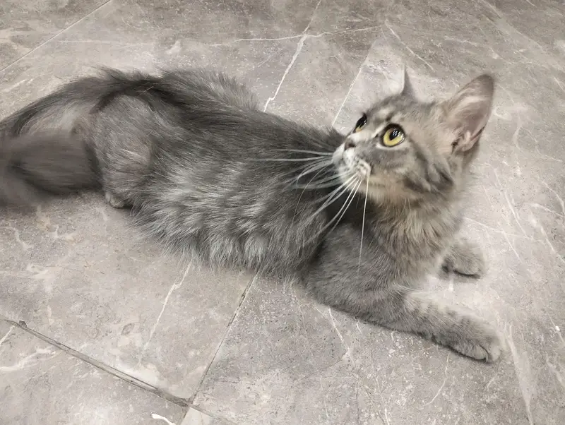 Female Cat and two female kittens — photo 2