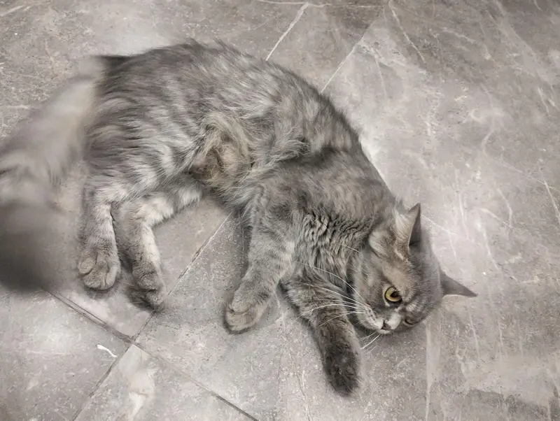 Female Cat and two female kittens — photo 3