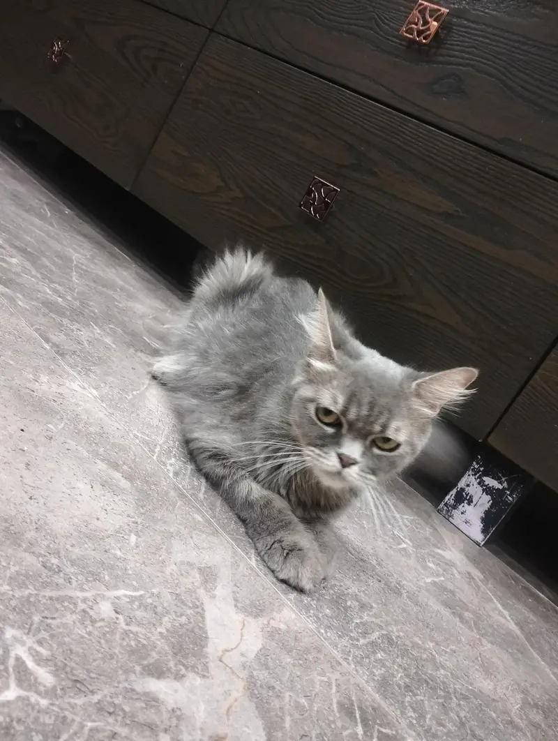 Female Cat and two female kittens — photo 4