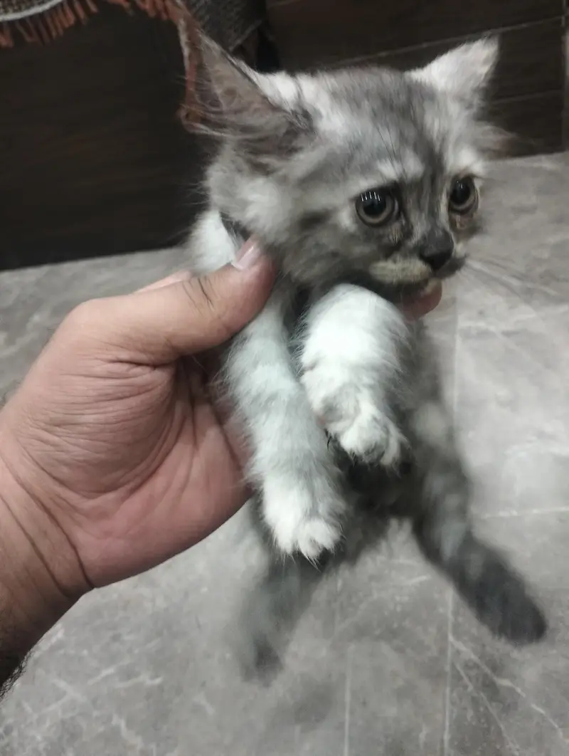 Female Cat and two female kittens — photo 5
