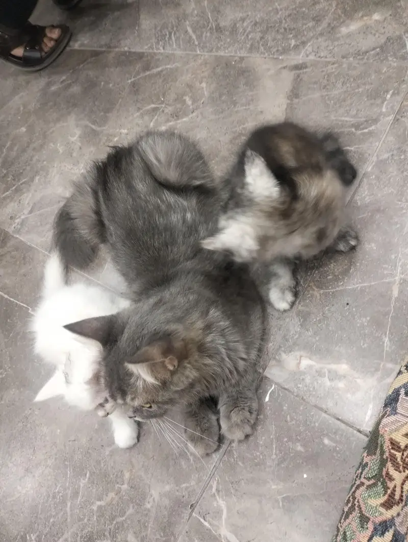 Female Cat and two female kittens — photo 7