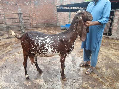 8 dant bakri