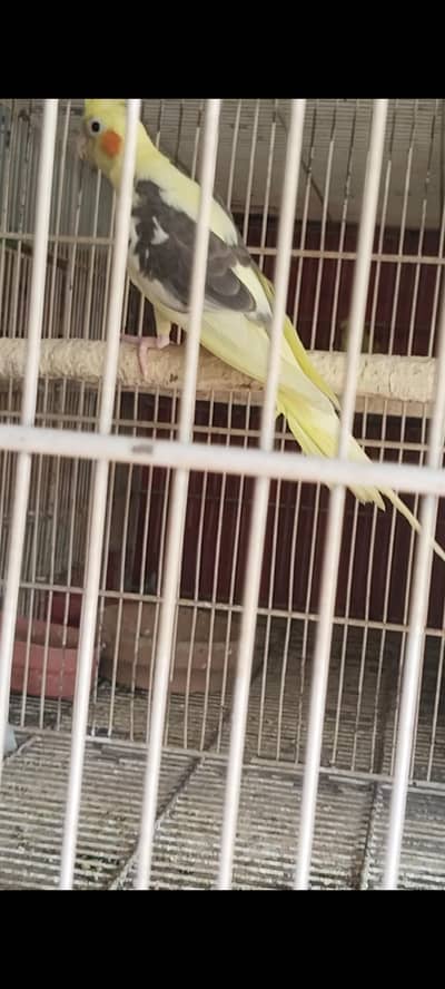 sell cocktail male conformed 03482224485