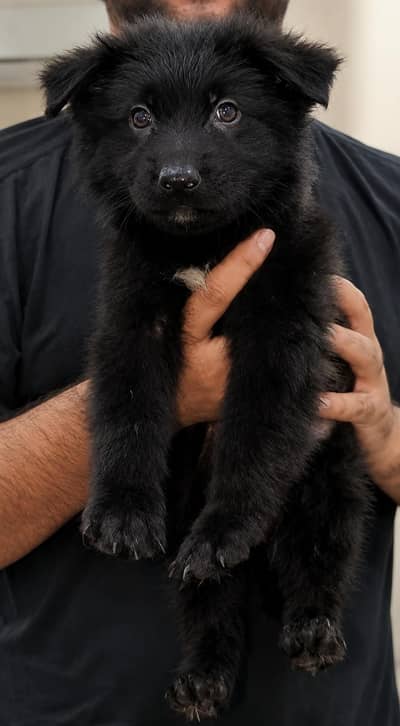 German shepherd Pupps | Black German Pupps | GSD Pupps