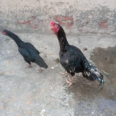 chicks for sale