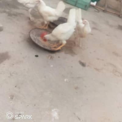 2 Paper white golden misri males