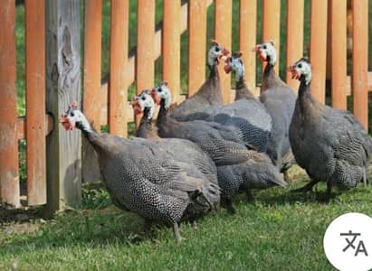Guineafowls