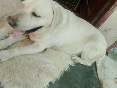 am selling my labura dog 2 year family dog