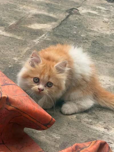 pure Persian kittens pair