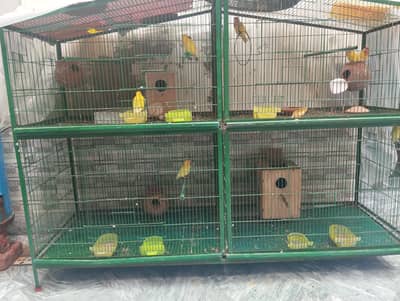 Lovebirds Breeder Pairs with and without Cage for Sale