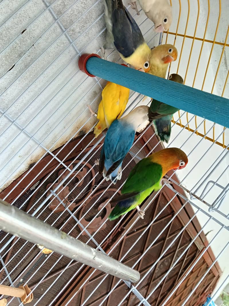 parrot  0