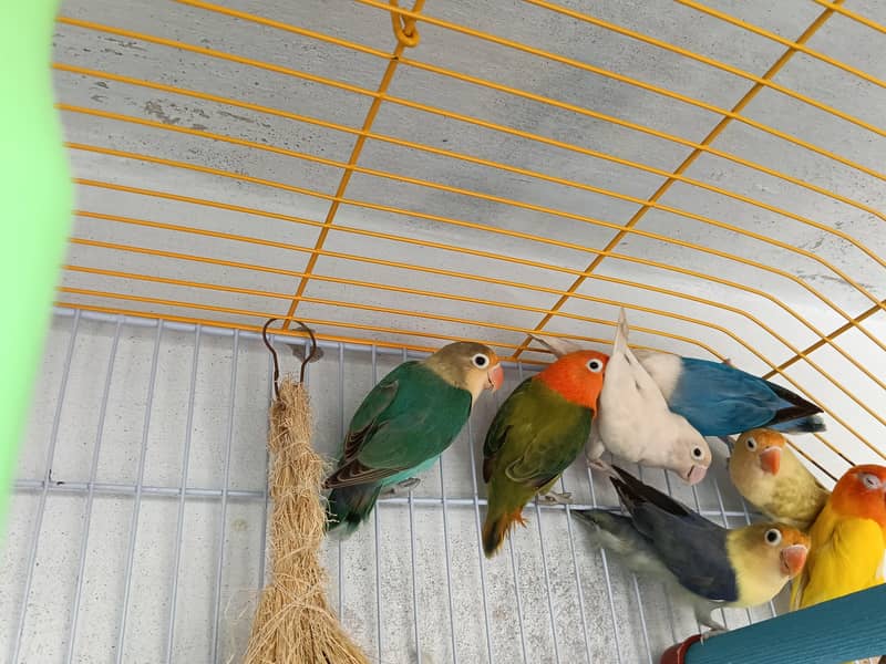 parrot  1