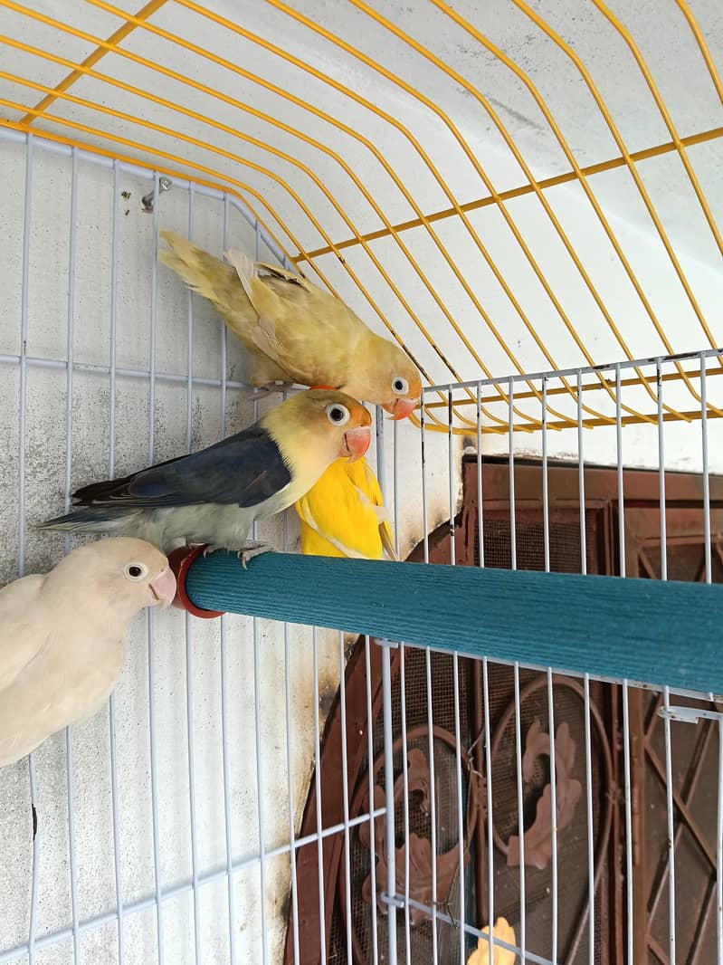 parrot  2