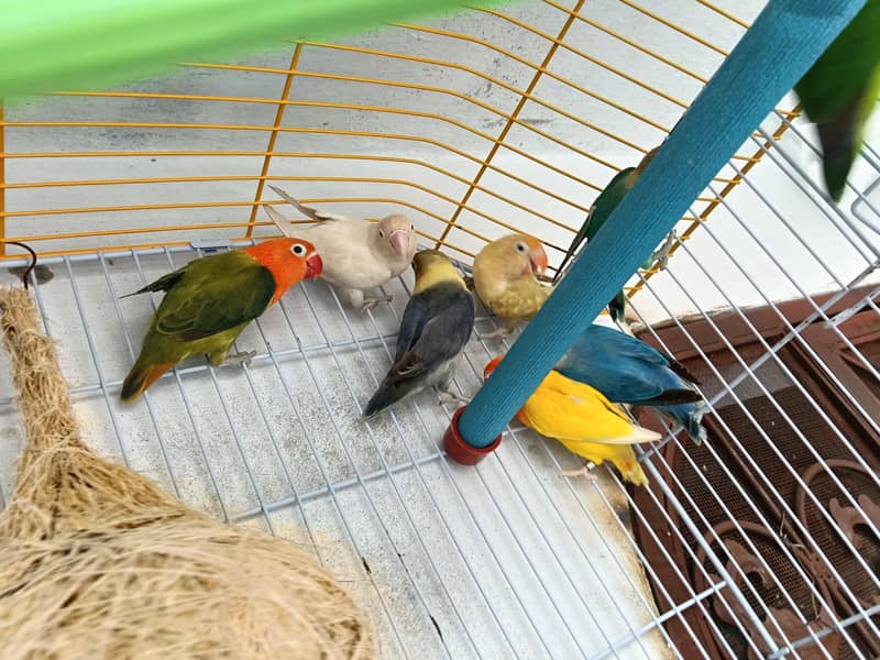 parrot  3