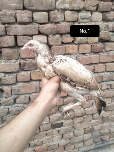 Aseel hens for sale