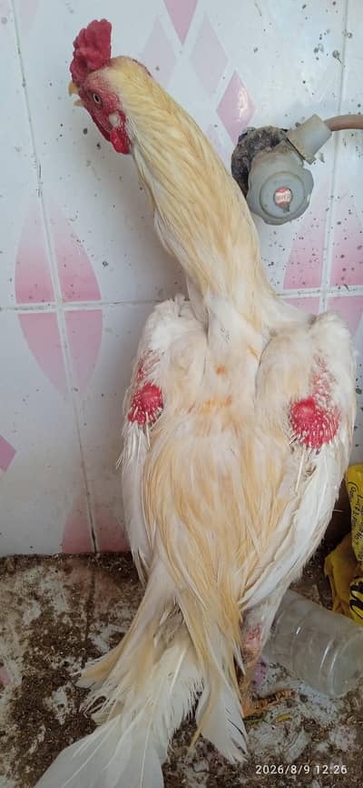 Heera Aseel for sale