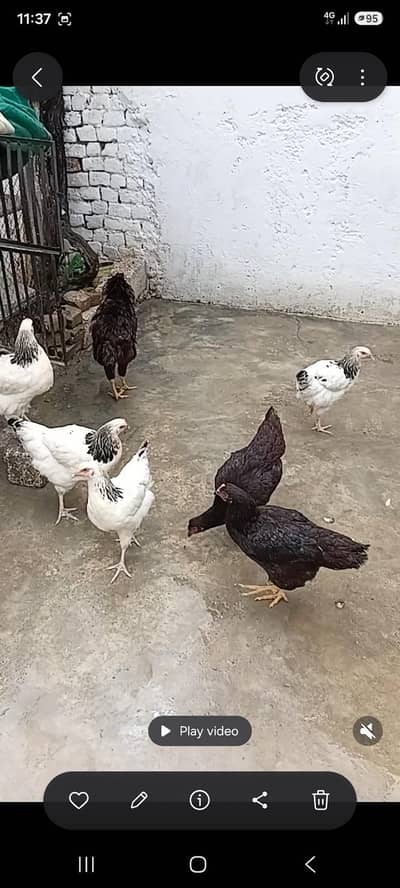 light sussex and rir F1 breed organic
