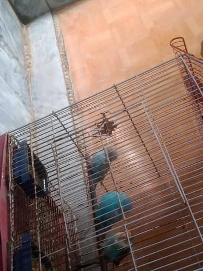 Australian bird for sale