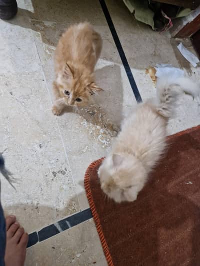 Persian kittens 0311//2159///509