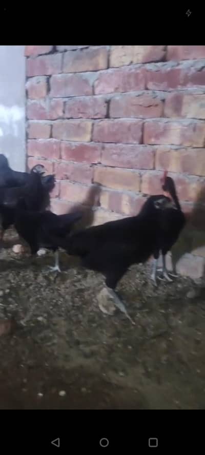 AUSTROLORPS PULLETS AND AUSTROLORPS BREEDER