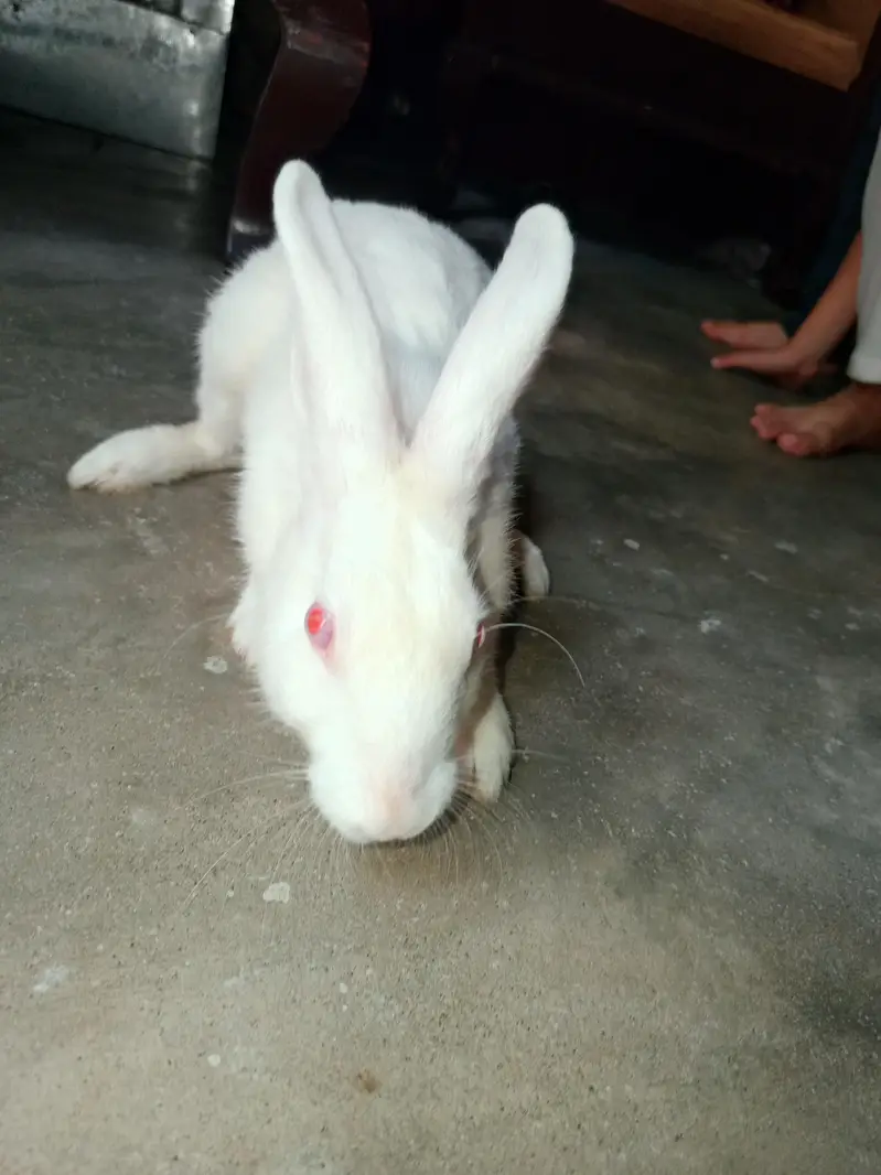 2 pair of rabbits